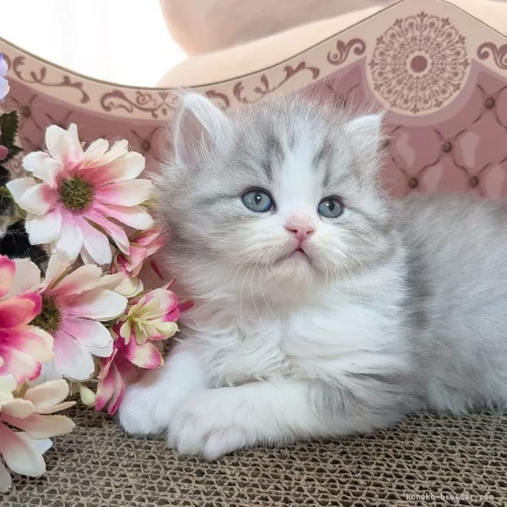 H.K 様のお迎えした子猫