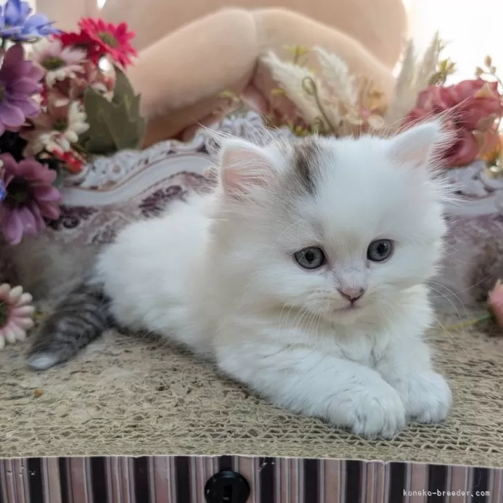 佐藤 様のお迎えした子猫