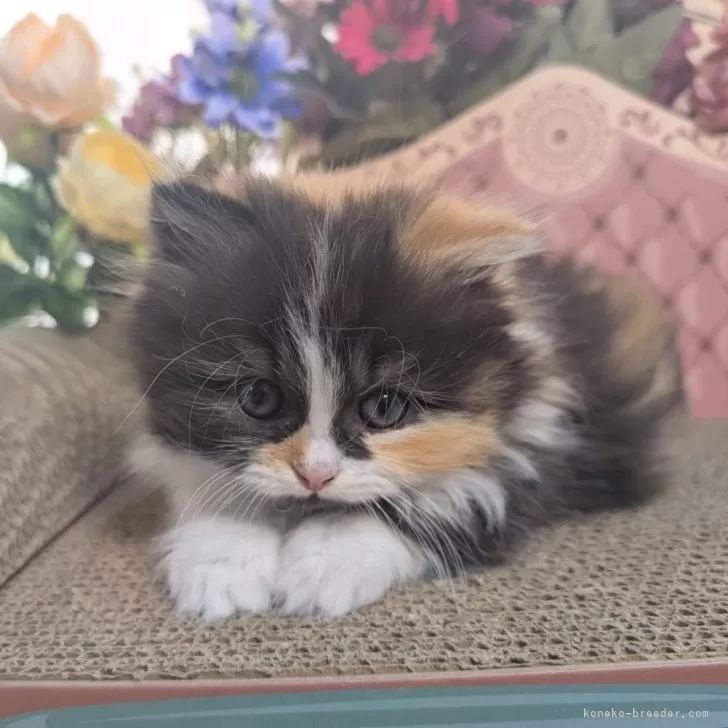 K.K 様のお迎えした子猫