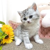 ミヌエット(長足)