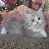 ミヌエット(短足)