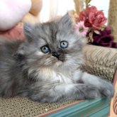 ミヌエット(長足)