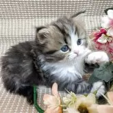 ミヌエット(長足)