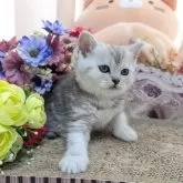 ミヌエット(長足)【岩手県・男の子・2025年1月4日・シルバータビー】の写真1「兄弟の中では一番小ぶりです」