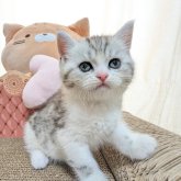 ミヌエット(長足)