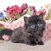 ミヌエット(短足)