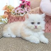 ミヌエット(短足)
