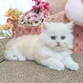 ミヌエット(短足)