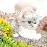 ミヌエット(長足)【岩手県・女の子・2025年7月9日・シルバーパッチドタビー&ホワイト】の写真1「おっとりやさしい女の子💕」