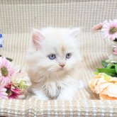 ミヌエット(短足)