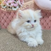 ミヌエット(短足)