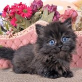 ミヌエット(短足)