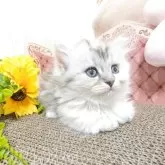 ミヌエット(長足)【岩手県・女の子・2025年7月9日・シルバーパッチドタビー&ホワイト】の写真5