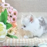 ミヌエット(短足)【岩手県・男の子・2025年4月17日・シルバータビー&ホワイト】の写真6