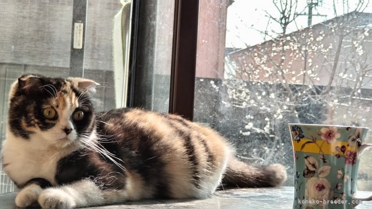 親猫：スコティッシュフォールド　梅の花を見ながら、一緒にくつろいでます。｜千種　哲也(ちぐさ　てつや)ブリーダー(三重県・スコティッシュフォールドなど・CRC/ZCC登録)の紹介写真2