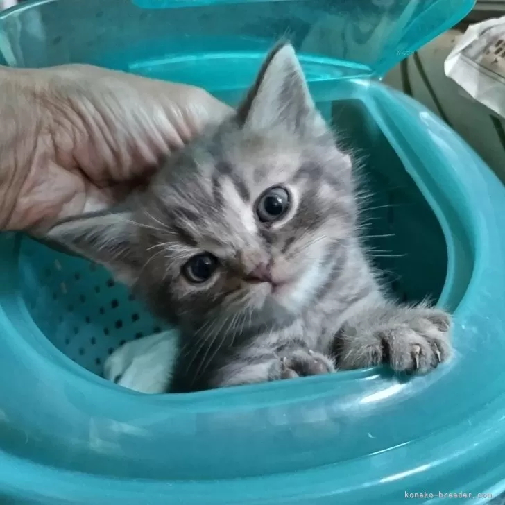 ID：2404-03522の子猫