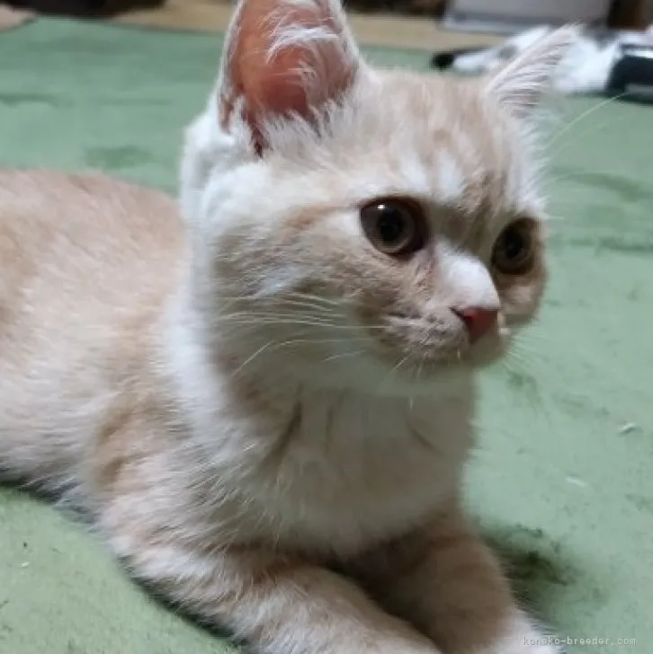 みき 様のお迎えした子猫