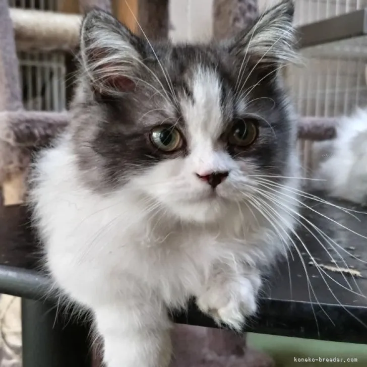 ID：2304-01357の子猫