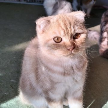 スコティッシュフォールド(折れ耳)【三重県・男の子・2024年5月8日・クリーム（短毛）】の写真「12/15更新　マイペースで元気な男の子です」