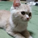 スコティッシュフォールド(立ち耳)【三重県・女の子・2023年3月5日・クリーム】の写真1「6/10撮影　細身で、かわいらしい顔つきの女の子です」