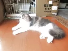 スコティッシュフォールド(折れ耳)【三重県・女の子・2024年5月14日・ダイリュートキャリコ】の写真6「食欲旺盛なので、夏バテ？なさそうです。」