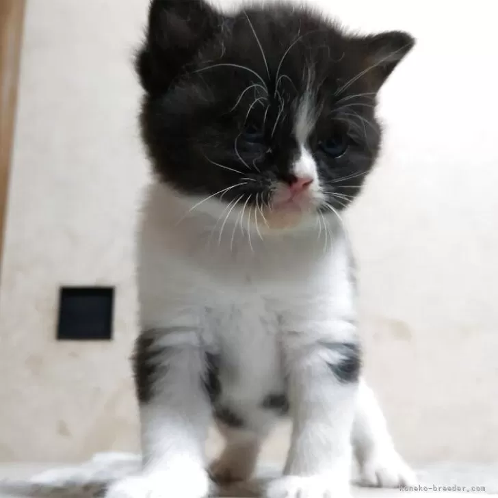 ID：2508-00201の子猫