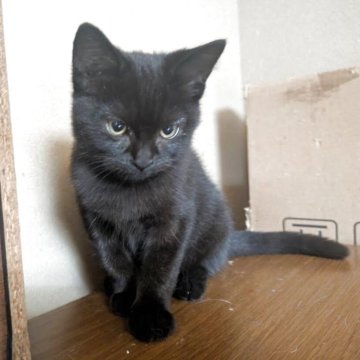 ミヌエット×スコティッシュフォールド【三重県・男の子・2025年7月4日・ブラック（短毛）】の写真「元気いっぱい、成長中です」
