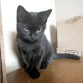 ミヌエット×スコティッシュフォールド【三重県・男の子・2025年7月4日・ブラック】の写真1「元気にすくすく成長中です」