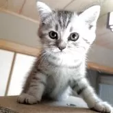 ミヌエット×スコティッシュフォールド【三重県・男の子・2025年7月4日・シルバータビー】の写真1「元気にすくすく成長中です。」