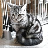 ミヌエット×スコティッシュフォールド