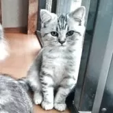 ミヌエット×スコティッシュフォールド【三重県・男の子・2025年7月4日・シルバータビー】の写真3「すまし顔です」