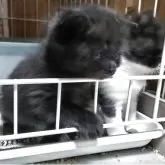 ミヌエット×スコティッシュフォールド【三重県・男の子・2025年7月4日・ブラック】の写真11