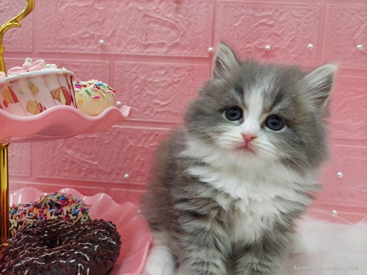 阿部　麻亜子(あべ　まあこ)ブリーダー(北海道・ブリティッシュロングヘアなど・ICC登録)の紹介写真2