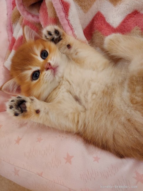 阿部　麻亜子(あべ　まあこ)ブリーダー(北海道・ブリティッシュロングヘアなど・ICC登録)の紹介写真3