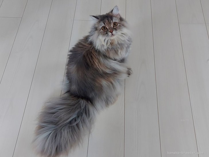 サイベリアン【・女の子・2022年12月15日・ブルーパッチドタビー&amp;ホワイト】