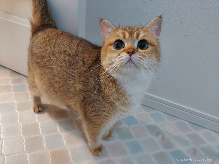 ブリティッシュショートヘア【・女の子・2023年1月3日・ブラックゴールデンシェーデッド】