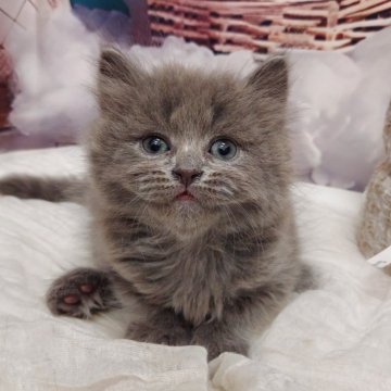 サイベリアン【北海道・男の子・2024年10月8日・ブルー】の写真「兄妹の中で1番の甘えん坊さん」