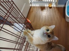 ブリティッシュショートヘア【・男の子・2023年5月16日・ブラックゴールデンシェーデッド】