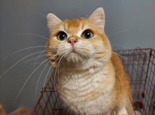 ブリティッシュショートヘア【・男の子・2023年5月16日・ブラックゴールデンシェーデッド】