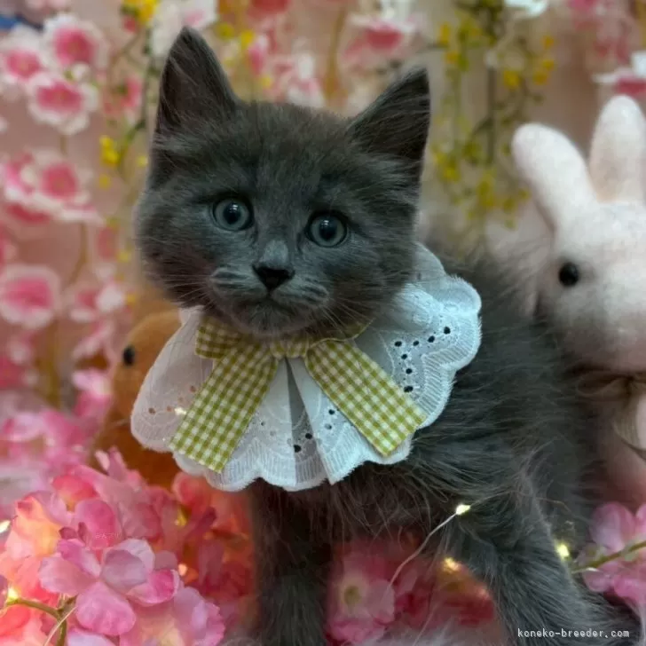 ID：2504-01753の子猫