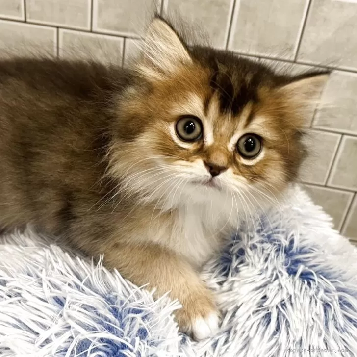 ID:2506-02509の子猫