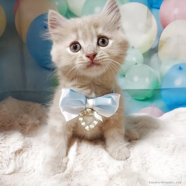 ID：2508-02480の子猫