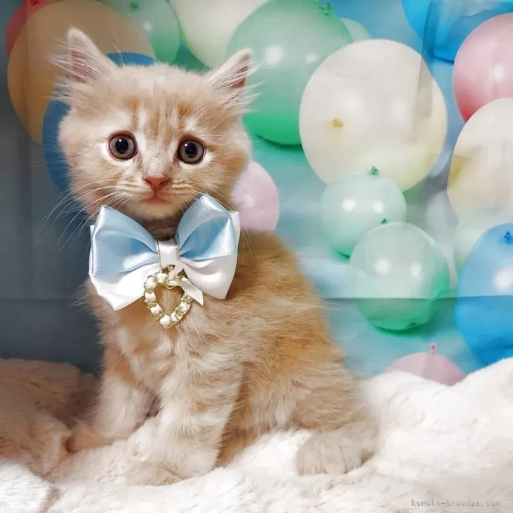 ID：2508-02482の子猫