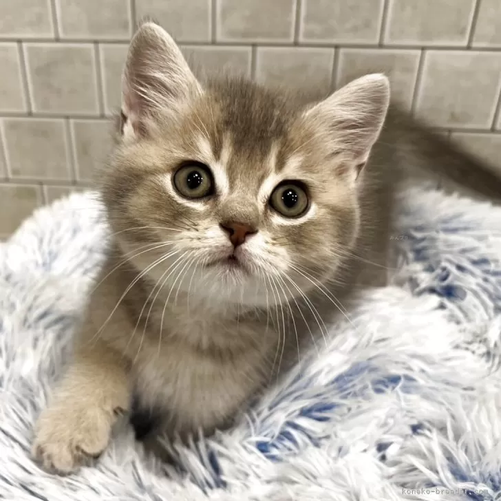 ID：2506-02513の子猫