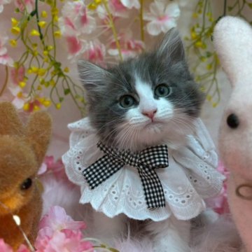 ラガマフィン×サイベリアン【北海道・男の子・2025年2月7日・ブルー&ホワイト（長毛）】の写真「イケメン次男坊❤」