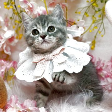 サイベリアン×ブリティッシュショートヘアー【北海道・女の子・2025年2月1日・ブルーパッチドタビー（短毛）】の写真「まん丸お顔の甘えん坊さん♡」