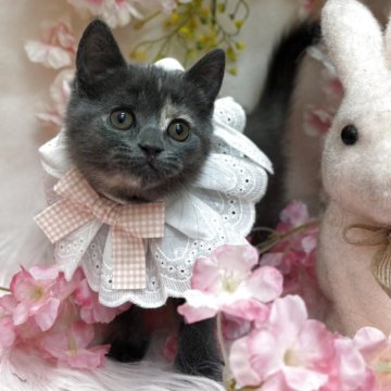 サイベリアン×ブリティッシュショートヘアー【北海道・女の子・2025年2月1日・ブルー&クリーム（短毛）】の写真「まん丸お顔の甘えん坊さん♡」