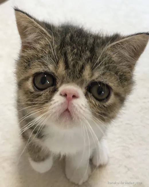 ID:2102-00643の子猫