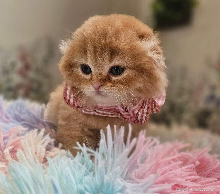 栗牧克佳ブリーダー