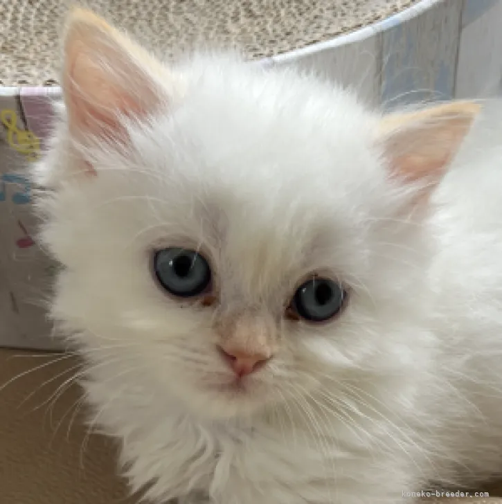 T.A 様のお迎えした子猫